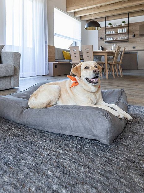 Dog-friendly hotel Upper Austria, Hinterstoder apartment Dog-friendly hotel Upper Austria, Hinterstoder apartment